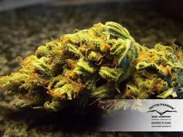 White Widow — imagen 4