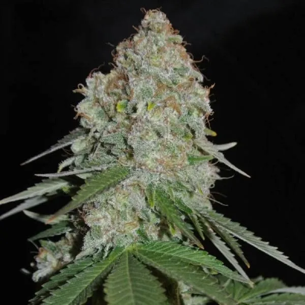 White Widow Original — imagen 2