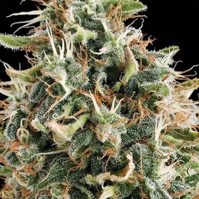 White Widow — imagen 2
