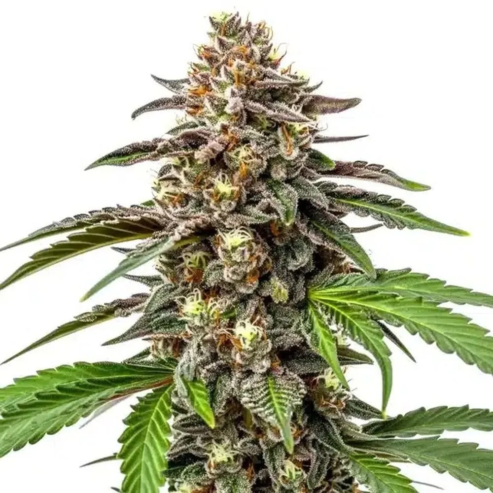 Whitethorn Rose x Ooze Extraction — imagen 2