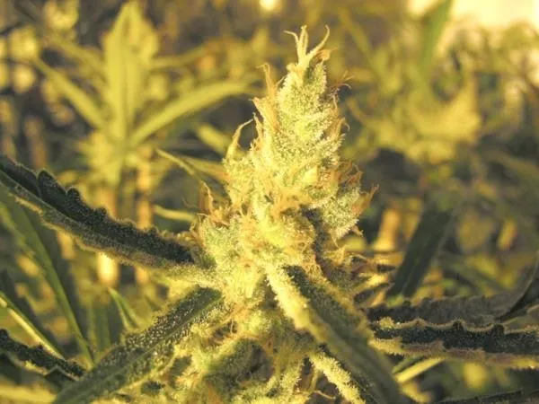 Y Griega CBD — imagen 2