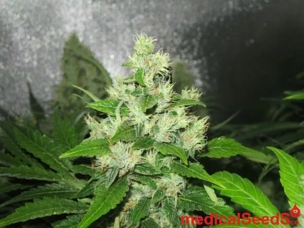 Y Griega CBD — imagen 3