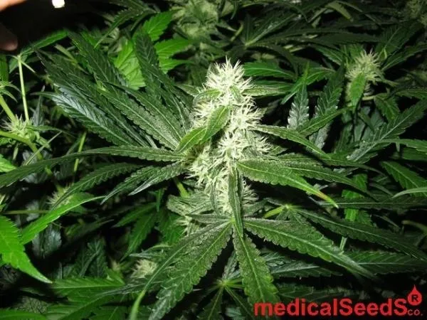 Y Griega CBD — imagen 4